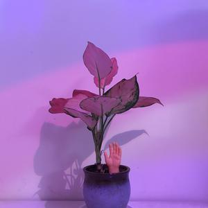 裤子丁丁男裸体网站
